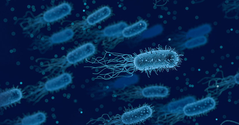 news 11.01.2019 bacteria